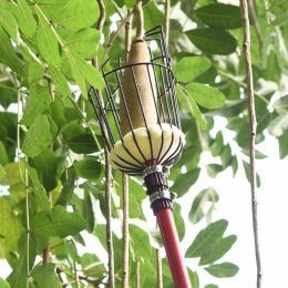 На шта треба обратити пажњу приликом бербе јабука?