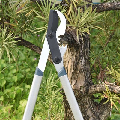 Најбољи алат за обрезивање грана су маказе